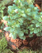 
The science behind companion planting is a little hazy, but some combinations seem to be as beneficial for the plants as they were for the eyes.
